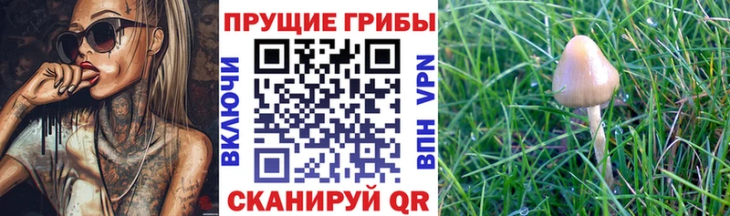 закладки  Сургут  Галлюциногенные грибы мицелий 